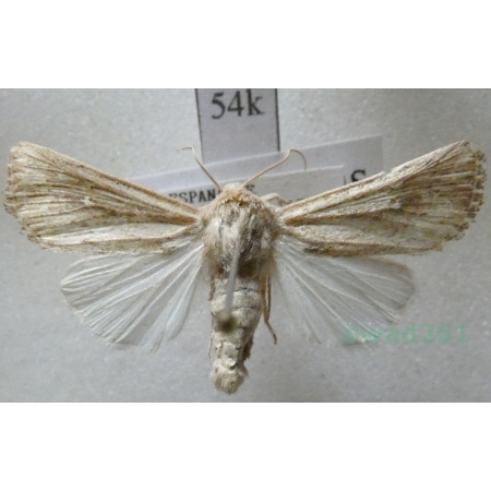 Leucania putrescens (Hübner, 1824) Spain54k